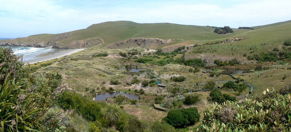 18.15- Penguin Place, une reserve de manchots a oeil jaune.JPG